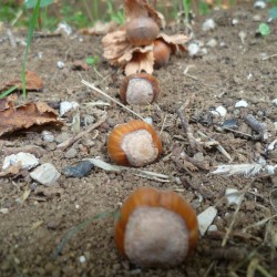nocciola10