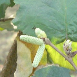 nocciola6