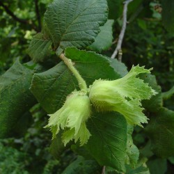 nocciola8