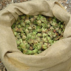 nocciola9